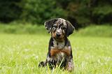 BEAUCERON - PUPPIES 314